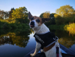 Treacle on a paddleboard